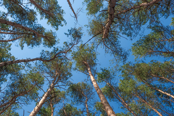 Bottom view of tall old trees, Pine forest seen from directly below - Foto, Imagen
