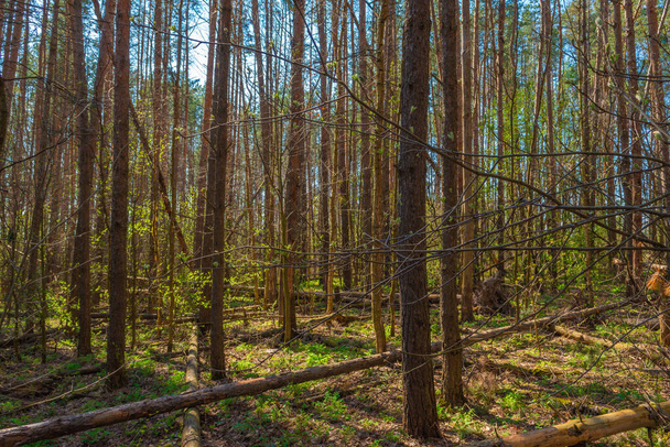 Сосновий ліс з красивими високими сосновими деревами проти інших сосен з коричневою текстурою соснової кори влітку в сонячну погоду
 - Фото, зображення