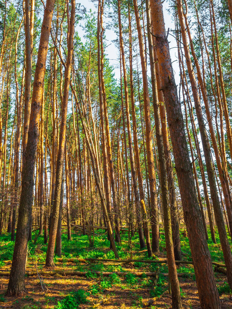 Forêt de pins avec de beaux pins élevés contre d'autres pins à l'écorce de pin brun texturé en été par temps ensoleillé - Photo, image