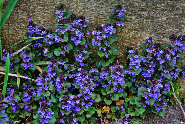 Purple wildflowers known as catsfoot close-up. Botanical picture. Purpure flowers and green leaves. Glechoma hederacea or ground-ivy, creeping charlie or field balm. Tiny flowers on meadow. Wild herbs - Photo, Image