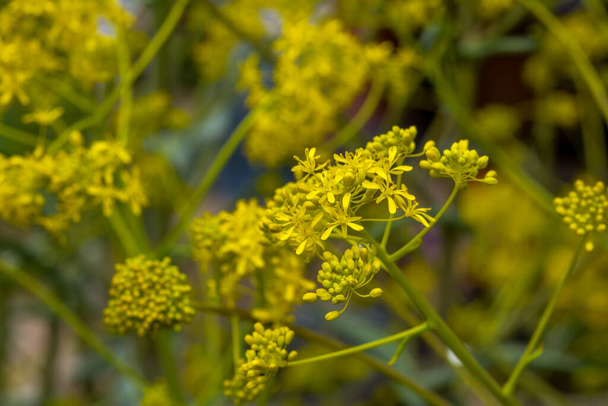 Όμορφο ανοιξιάτικο λουλούδι Caltha palustris Kingcup ή Marsh Marigold. Ανθισμένο Marsh Marigold στις όχθες μιας λίμνης - Φωτογραφία, εικόνα