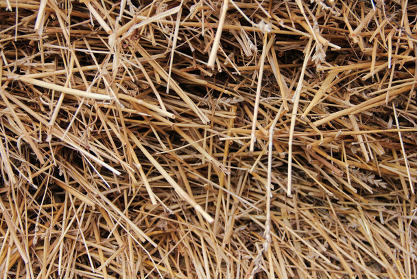close up of a straw - Фото, изображение