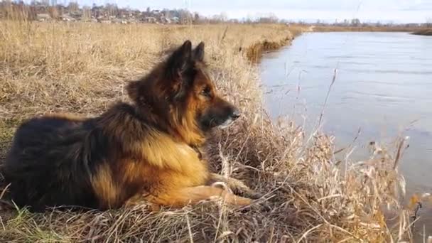 Duitse herder kijkt naar het water in de rivier. De hond ligt op de oever. - Video