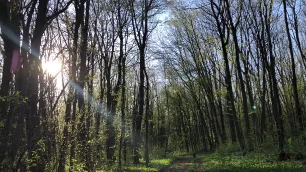 άνοιξη δάσος φύση κατά τη διάρκεια ηλιόλουστη καιρικές συνθήκες - Πλάνα, βίντεο