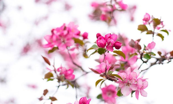 Zierapfelbaum blühend genannt Kochapfel. Frühjahrsblühender Garten Obstbaum. Erstaunliche Tapete mit schönen Nahaufnahmen von sibirischen Krabbenapfelblüten - Foto, Bild