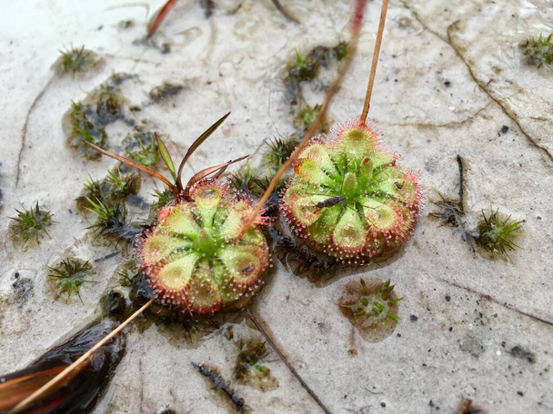 Drosera Burmannii (Sundew) planta carnívora, flora pode comer inseto
 - Foto, Imagem