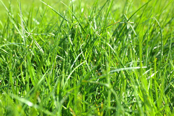 Lush green grass outdoors on sunny day, closeup - Φωτογραφία, εικόνα