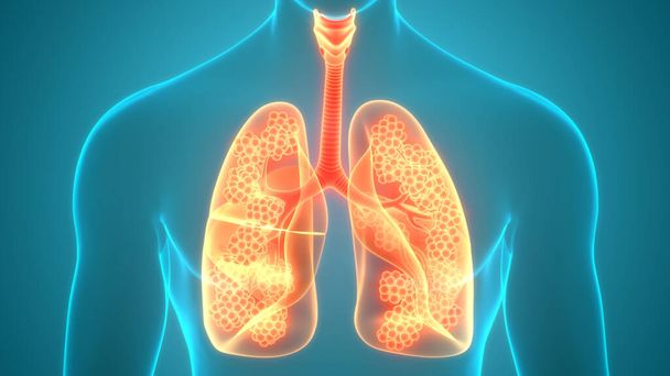Anatomie der Lungen des menschlichen Atmungssystems - Foto, Bild