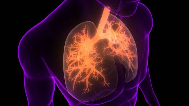 Ihmisen hengityselimet Keuhkot Anatomia
 - Valokuva, kuva