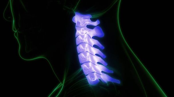 脊髄解剖学(子宮頸椎) 。3D -イラスト - 写真・画像