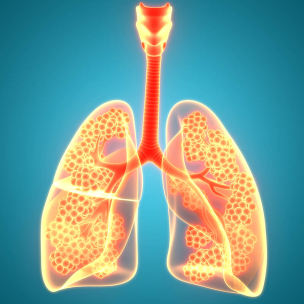 Anatomie plic lidského respiračního systému - Fotografie, Obrázek