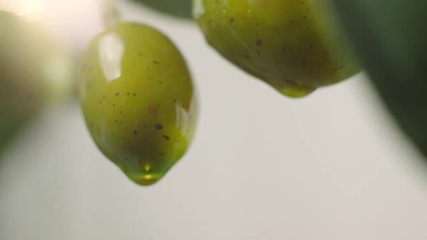 Оливковое масло капает на сырые зеленые оливки. Оливковое масло наливают с оливкового дерева. Крупным планом зеленые оливки
. - Кадры, видео