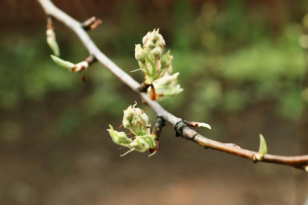 young buds and leaves on a pear tree  in spring - Photo, Image