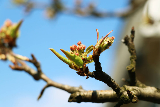 jonge knoppen en bladeren op een perenboom in het voorjaar - Foto, afbeelding