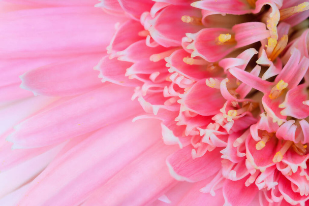 Pink gerbera flower in the garden selective focus and blurred background. - Zdjęcie, obraz