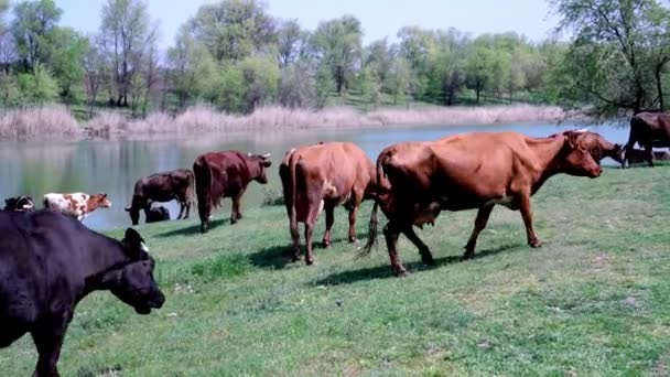 Een kudde koeien grazend op een groene weide bij de rivier. Herders leiden een kudde koeien. - Video