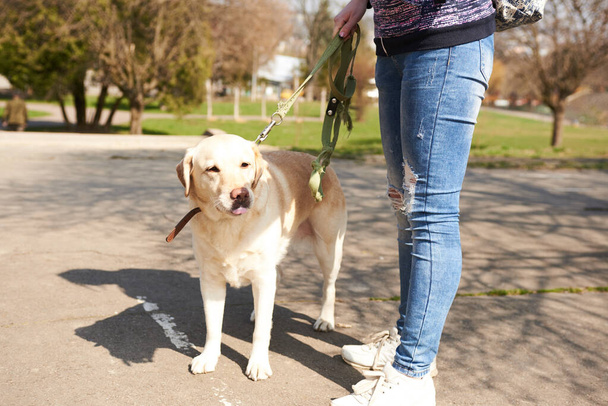 lekki labrador kolor spaceru w parku  - Zdjęcie, obraz