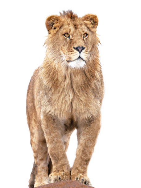  lion stands against isolated on white background - Foto, Imagem