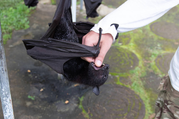 A flying fox wants to bite a man's hand. Animal, wildlife, exotic, cute, wings, unusual, mammals, claws - Photo, Image