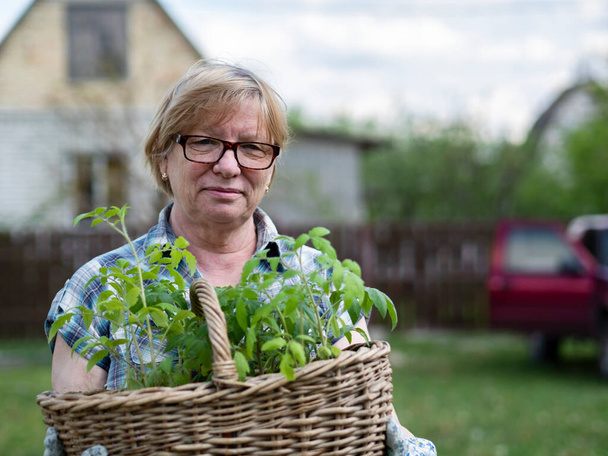 Senior Caucasian woman holding a basket with tomato seedlings in the garden of a country house - Photo, image