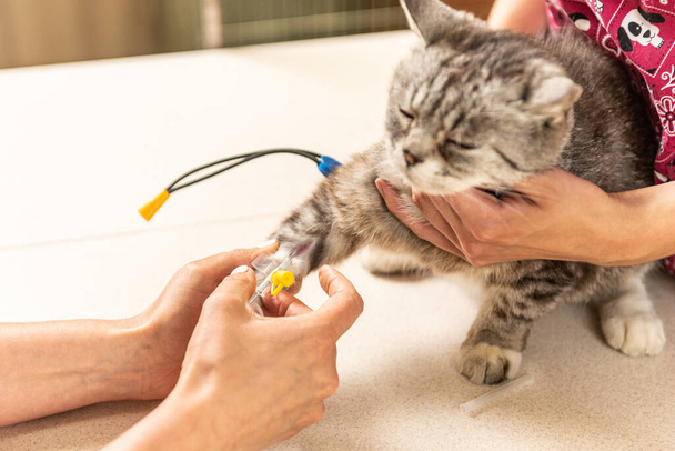 Malá šedá kočka na veterinární klinice. Veterinární lékař umístil infuzní katetr přímo do žíly. na stole - Fotografie, Obrázek