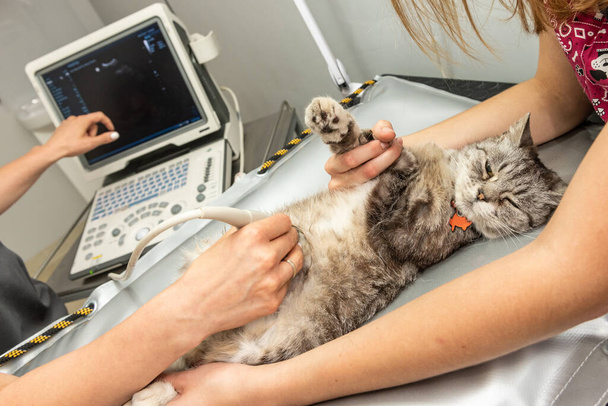 Il piccolo gatto grigio durante l'esame ecografico in clinica veterinaria. Gatto sdraiato sul tavolo. L'attrezzatura medica, monitor sullo sfondo
. - Foto, immagini