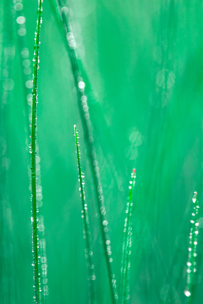 Zelené přírodní čerstvé pozadí. Velké kapky rosy na čerstvé zelené trávě. - Fotografie, Obrázek