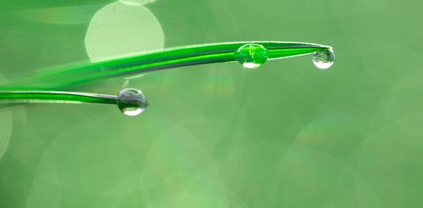 Green natural fresh background. Large drops of dew on fresh green grass. - Photo, Image
