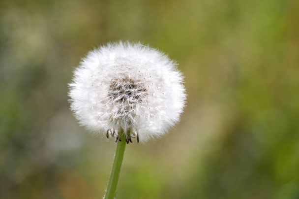 Close up picture of a Taraxacum (also known as Dandelion) flower head against a green lawn background captured in Lopagno, Switzerland - Photo, Image