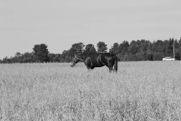 cavallo nero nel campo - Foto, immagini