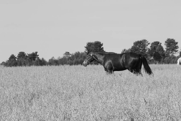 cavallo nero nel campo - Foto, immagini