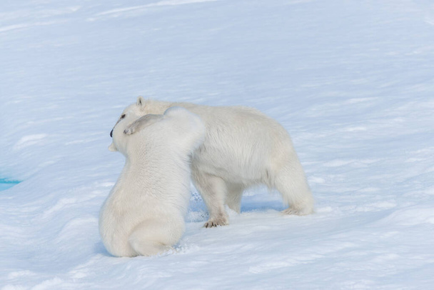 北極海の氷の上で遊んでいる2人の野生のホッキョクグマの赤ちゃんスヴァールバルの北 - 写真・画像