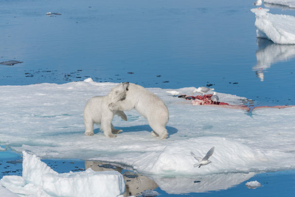Two young wild polar bear cubs playing on pack ice in Arctic sea, north of Svalbard - Photo, Image