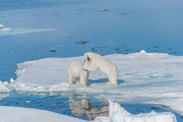 Два молодых белых медведя играют на льду в Арктическом море, к северу от Шпицбергена
 - Фото, изображение