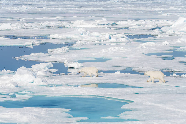 Δύο νεαρά άγρια πολικά αρκουδάκια που παίζουν σε παγοκύστες στην Αρκτική θάλασσα, βόρεια του Σβάλμπαρντ - Φωτογραφία, εικόνα