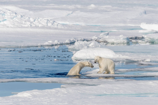 Két fiatal jegesmedve kölyök játszik jégen az Északi-sarkvidéken, Svalbardtól északra. - Fotó, kép