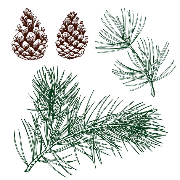 Green pine branches and cones. - Vektor, obrázek