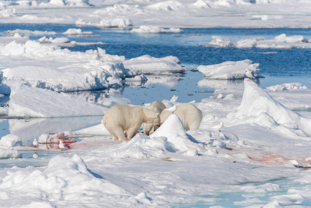 Matka dzikiego niedźwiedzia polarnego (Ursus maritimus) i dwoje młodych młodych osobników na lodzie, na północ od Svalbard Arctic Norway - Zdjęcie, obraz
