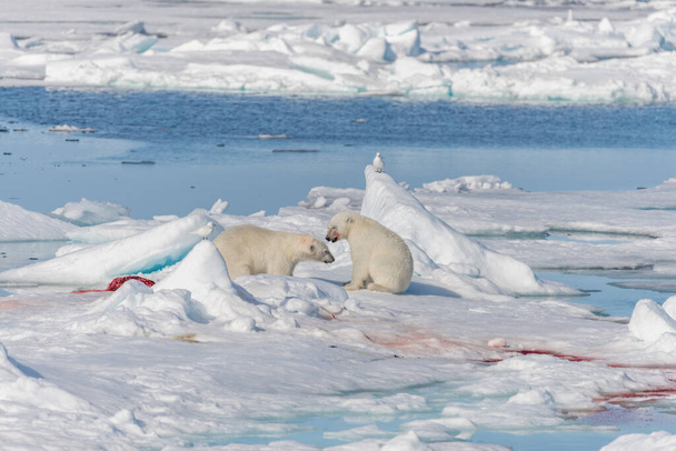 Twee jonge wilde ijsberen spelen op pakijs in de Arctische zee, ten noorden van Spitsbergen - Foto, afbeelding