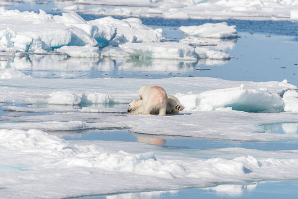 Δύο νεαρά άγρια πολικά αρκουδάκια που παίζουν σε παγοκύστες στην Αρκτική θάλασσα, βόρεια του Σβάλμπαρντ - Φωτογραφία, εικόνα