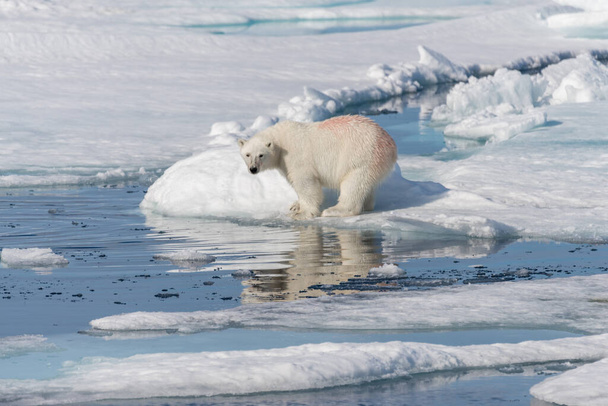 Két fiatal jegesmedve kölyök játszik jégen az Északi-sarkvidéken, Svalbardtól északra. - Fotó, kép