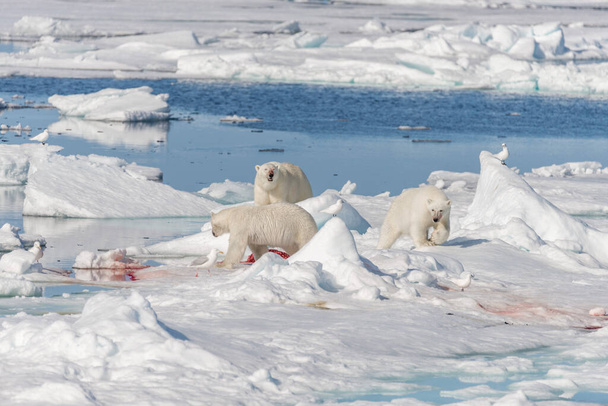 Matka dzikiego niedźwiedzia polarnego (Ursus maritimus) i dwoje młodych młodych osobników na lodzie, na północ od Svalbard Arctic Norway - Zdjęcie, obraz