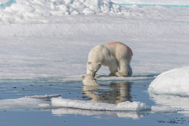 Двоє диких білих ведмедів граються на пательному льоду в арктичному морі, на північ від Свальбарду. - Фото, зображення
