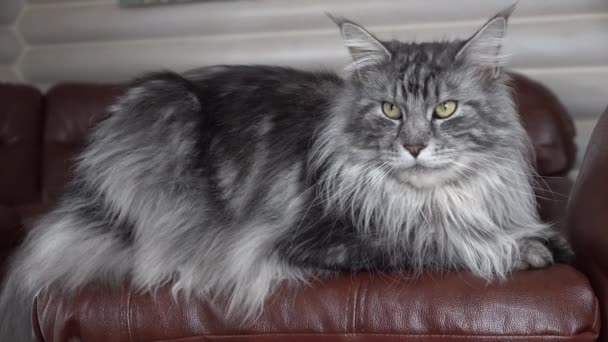 Maine Coon gato cinza com borlas nas orelhas fica deitado em um sofá de couro marrom
 - Filmagem, Vídeo