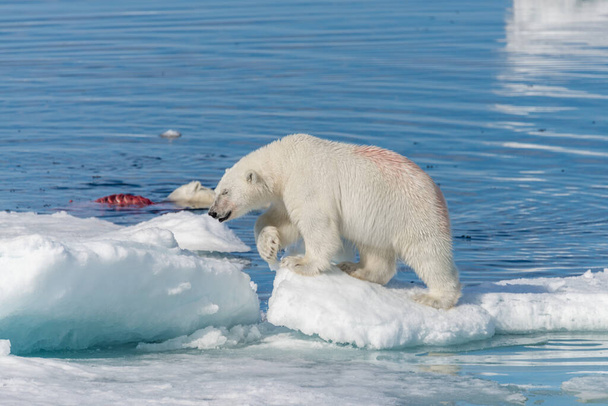 Dwa dzikie niedźwiedzie polarne jedzące zabitą fokę na lodzie na północ od Spitsbergen Island, Svalbard - Zdjęcie, obraz