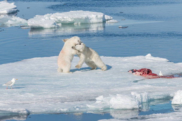 北極海の氷の上で遊んでいる2人の野生のホッキョクグマの赤ちゃんスヴァールバルの北 - 写真・画像