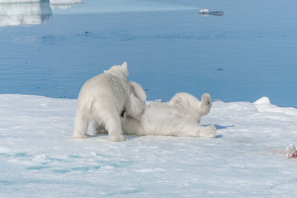 zwei junge wilde Eisbärenjungen beim Spielen auf Packeis in der Arktis, nördlich von Spitzbergen - Foto, Bild