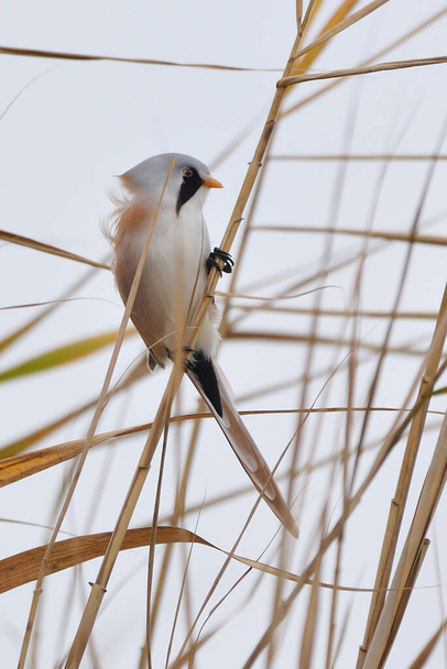 The bearded reedling - Panurus biarmicus - is a small songbird - Photo, Image