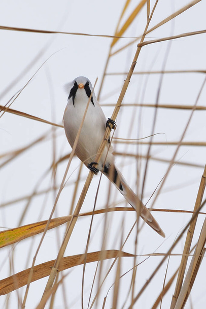 Reedling brodaty - Panurus biarmicus - to mały ptak śpiewający - Zdjęcie, obraz