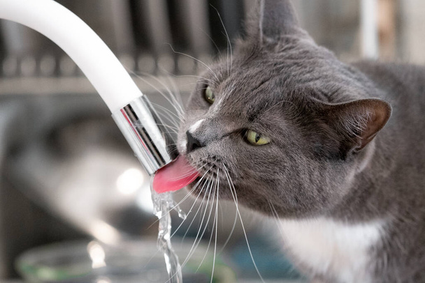 pretty gray cat drinking water in bathroom - Φωτογραφία, εικόνα